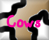 Cows